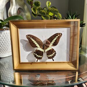 Mounted Real Butterfly Papilio gigon Indonesian Swallowtail Specimen Taxidermy